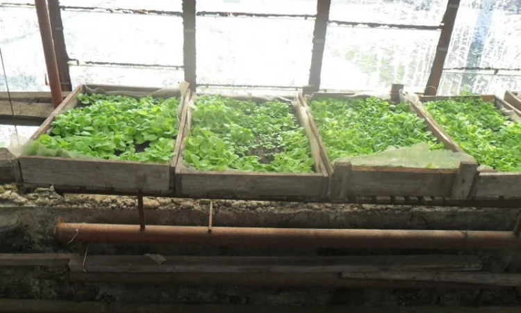 Продам рассаду табака (2, 00 грн. - 1шт.) - фото № 7