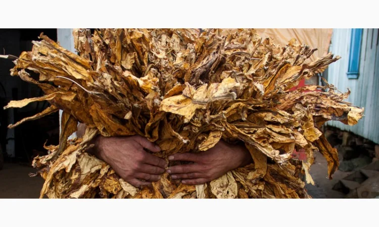 Шукаєте хороший тютюн для самокруток ? Значить вам сюди!!! ШИКАРНИЙ асортимент - адекватна ціна. АКЦІЯ - фото № 8