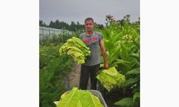 Домашний ароматный табак для самокруток , качество - фото № 3