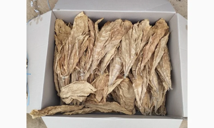 Продам лист тютюну, сорт Берлей - фото № 1