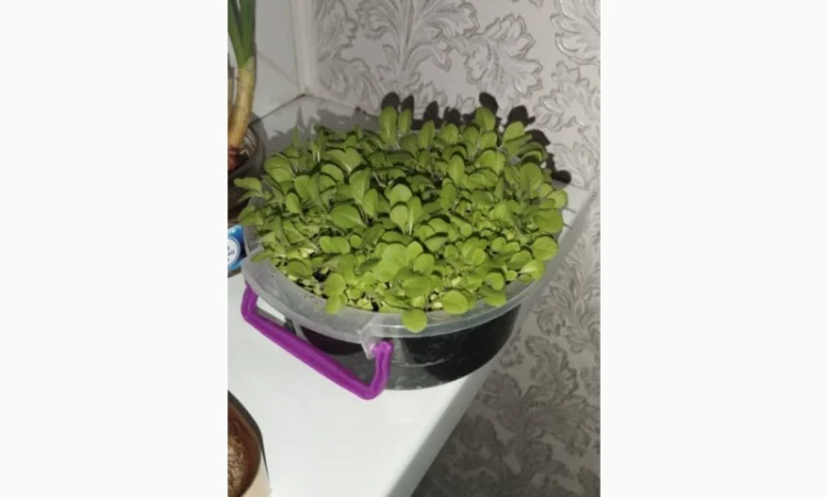 Продам лист тютюну, сорт Берлей - фото № 2