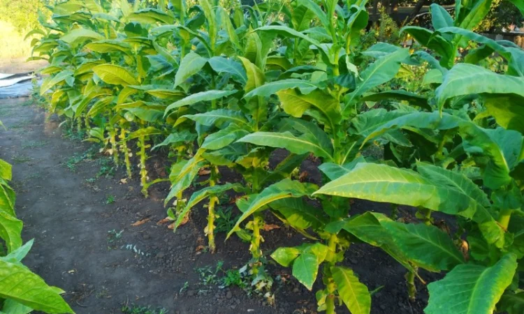 Насіння тютюну - фото № 1