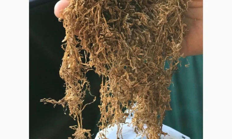 Продам табак для сигарет 1 кг  Вирджиния, Берли 390 грн - фото № 3