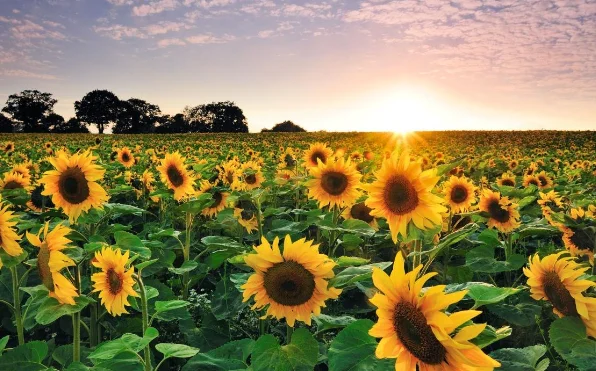 Куплю фуз соняшникової олії по всій Україні - фото № 1