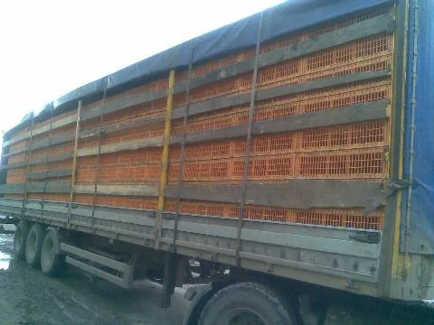 Услуги перевозки живой птицы - фото № 1