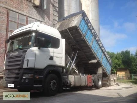 Услуги зерновозов самосвалов Даф, Рено. Уборка комбайнами урожая зерновых 2024 року - фото № 1