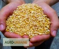 Услуги зерновозов самосвалов Даф, Рено. Уборка комбайнами урожая зерновых 2024 року - фото № 3