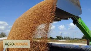 Услуги зерновоза для перевозки зерна пшеницы - фото № 1