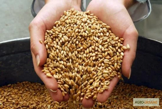 Услуги зерновоза для перевозки зерна пшеницы - фото № 2