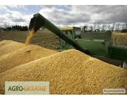 Услуги зерновоза для перевозки зерна пшеницы - фото № 4