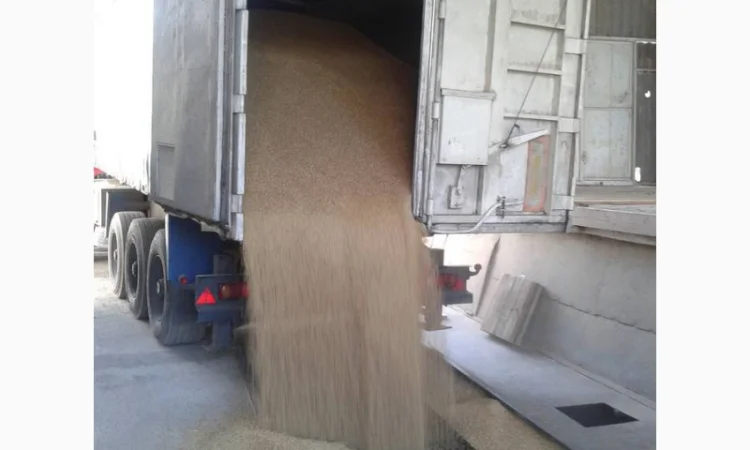 Услуги зерновоза для перевозки зерна пшеницы - фото № 8