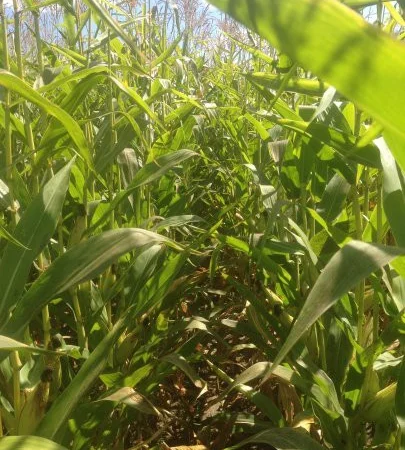 Еврозерновозы для перевозки зерна в Чернигове - фото № 2