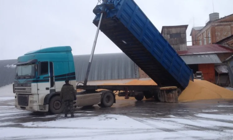 Самосвальні зерновози. Жнива 2024 р. Агроперевозки - фото № 1