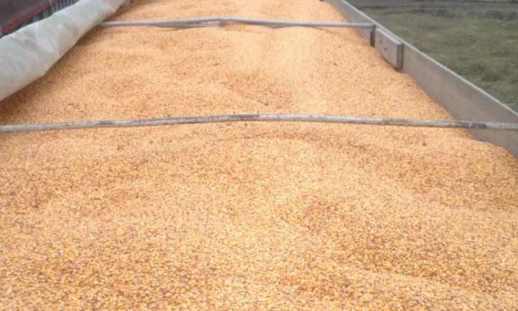 Самосвальные зерновозы для агроперевозок. Жнива 2024 - фото № 2