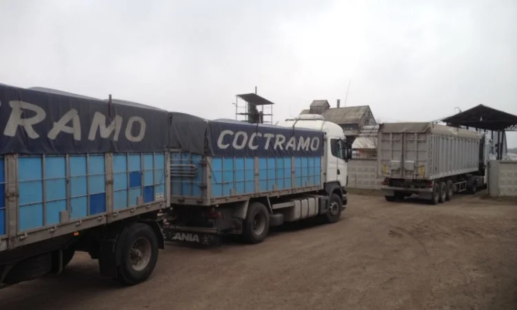 Самосвальні зерновози. Жнива 2024 р. Агроперевозки - фото № 3