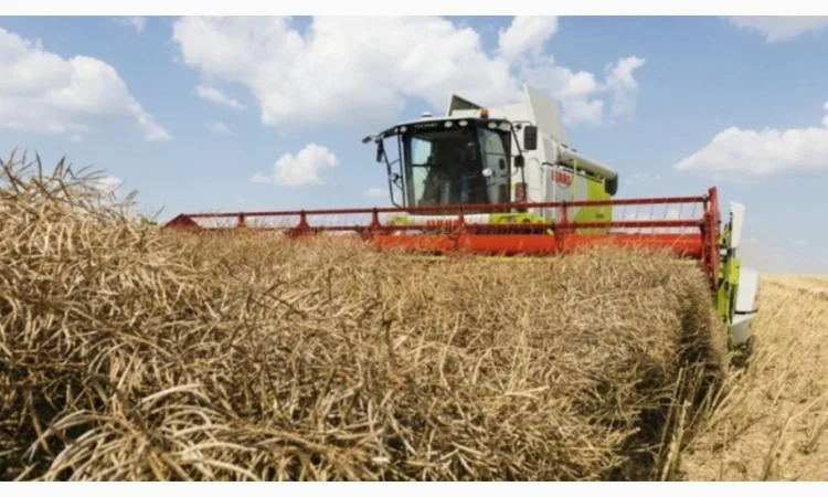 Уборка рапса - фото № 1