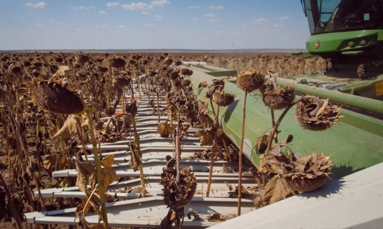 Уборка сои подсолнечника соняшника кукурузы льна Херсон Алешки Антоновка Белозерки - фото № 1
