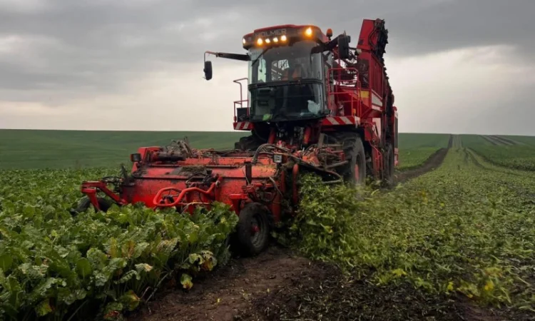 Найму бурякозбирального (свеклоуборочного) комбайна, уборка буряка, Більче-Золоте - фото № 1