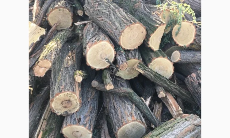 Продам в больших количествах дрова твердых пород и дрова фруктовые - фото № 10