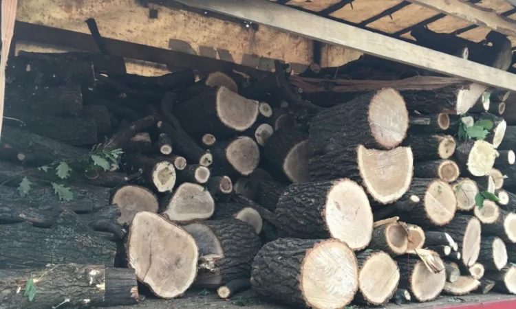 Продам в больших количествах дрова твердых пород и дрова фруктовые - фото № 4