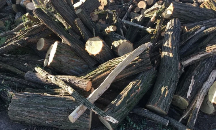 Продам в больших количествах дрова твердых пород и дрова фруктовые - фото № 6