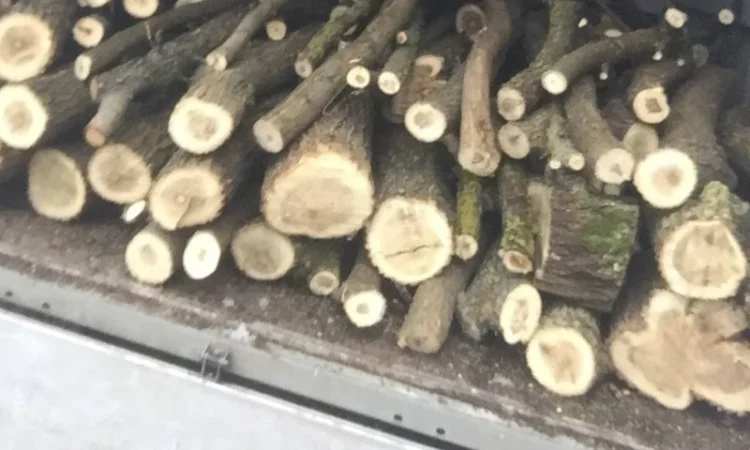 Продам Дрова Акация - фото № 1