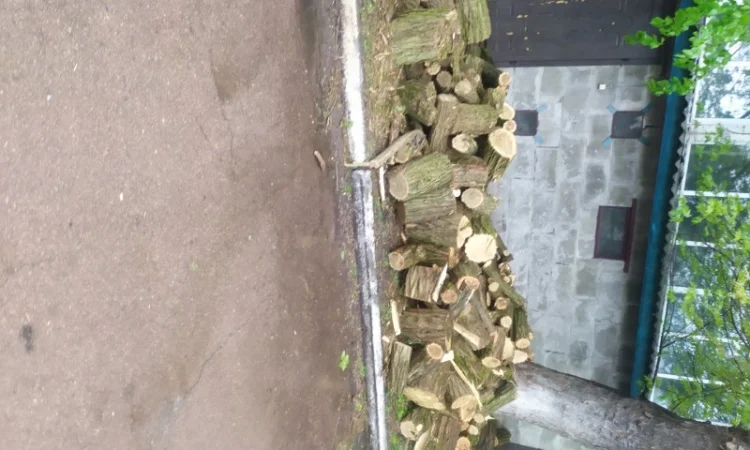 Продам Дрова Акация - фото № 3