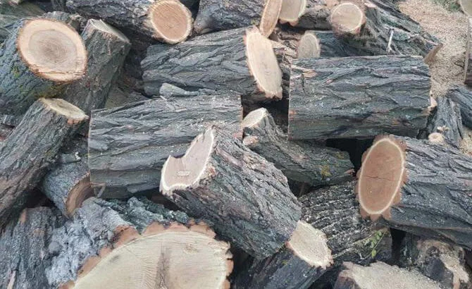 Продам Дрова Акация - фото № 4