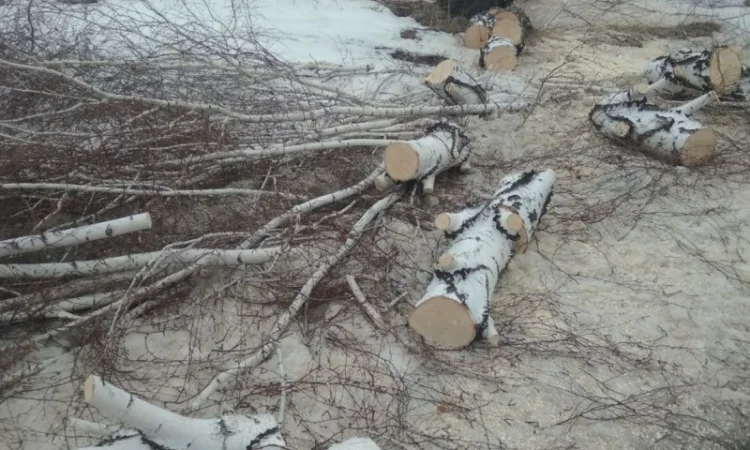 Продаються дрова берези в Чернігові - фото № 4