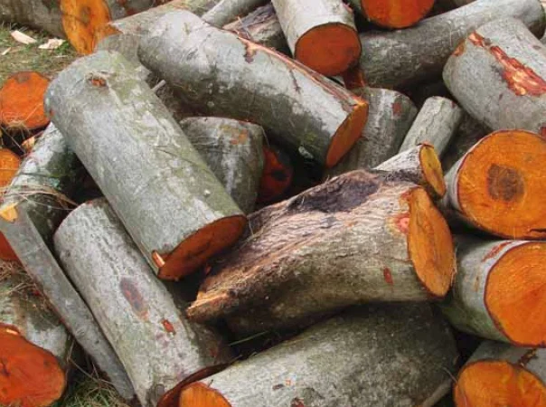 Сухі та свіжопиляні дрова з вільхи - фото № 1