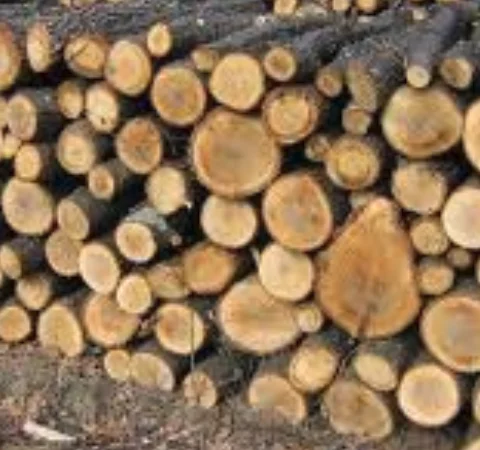 Дрова с доставкой в Киев и область - фото № 1