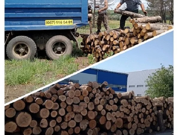 Продам дрова дубовые - фото № 2