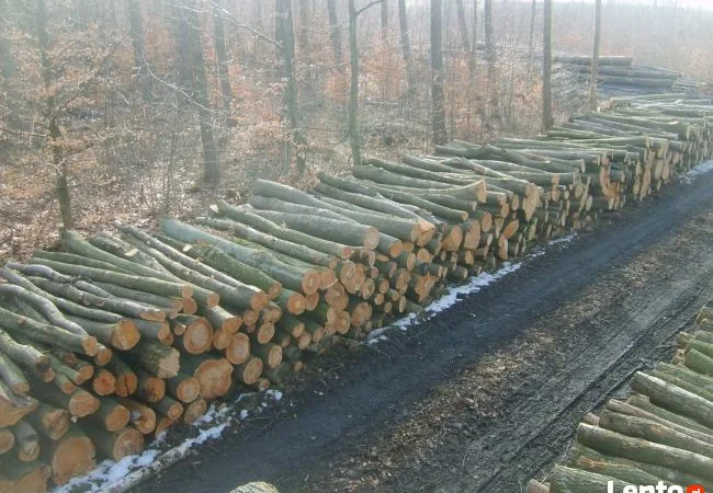 Продам дрова колені, твердих порід (дуб, бук, граб) - фото № 3