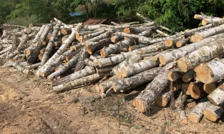 Продам дрова колотые твёрдых пород - фото № 2