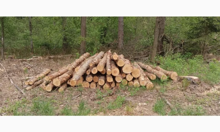 Продам дрова - фото № 4