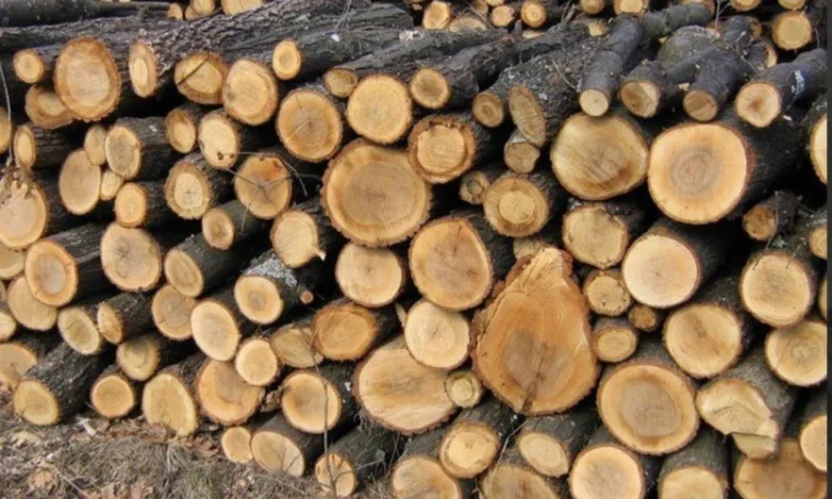 Дрова твердої породи: дуб, граб, клен - фото № 1