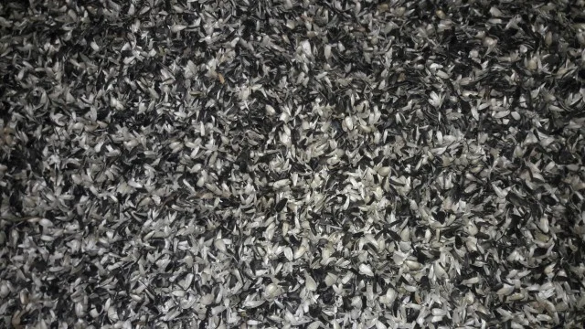 Продам пеллету - фото № 2