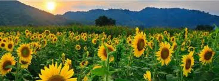 Продам пеллеты топливные из лузги подсолнуха с доставкой от 5 - 25 тонн - фото № 1