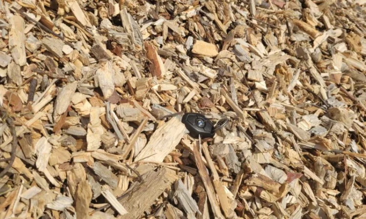 Продам Щепу паливну, порода сосна - фото № 3