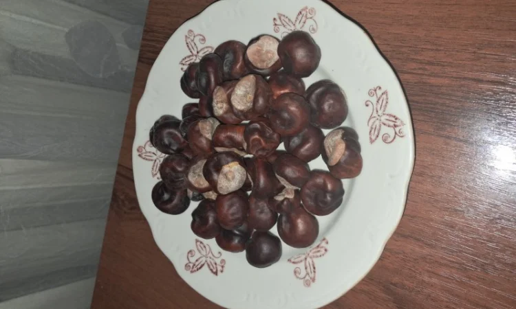 Продам настоянку мелених плодів кінського каштану від варикозу - фото № 2