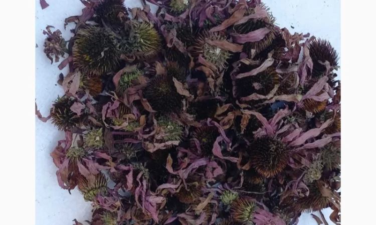 Квіти ехінацеї пурпурової - фото № 1