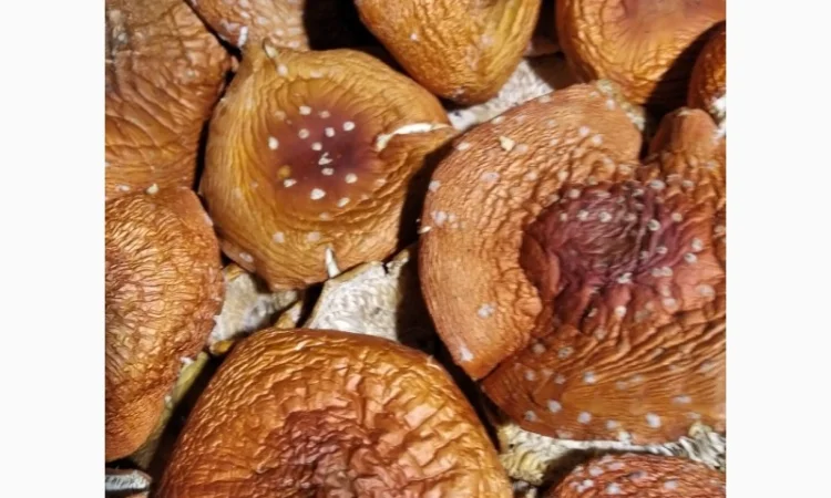 Продам сушені капелюшки червоного мухомора - фото № 2