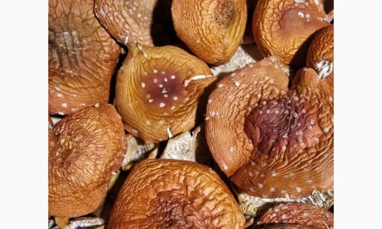 Продам сушені капелюшки червоного мухомора - фото № 3