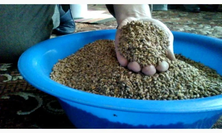 Продам бруньки смородини - фото № 2