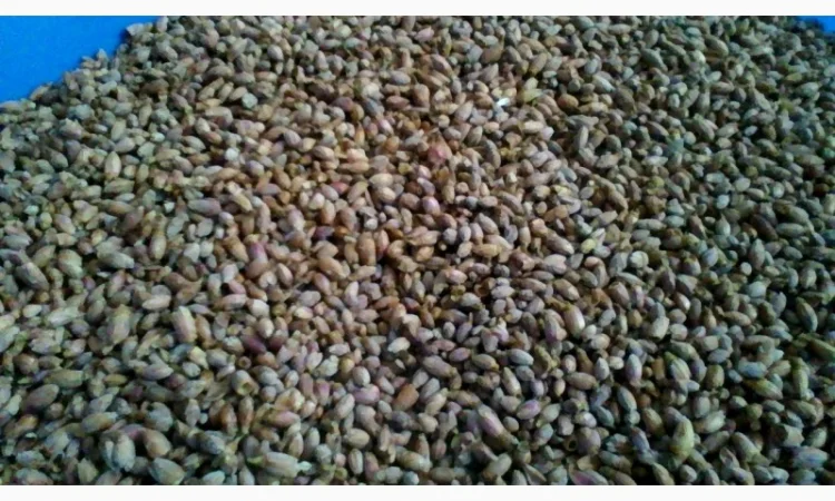 Продам бруньки смородини - фото № 1