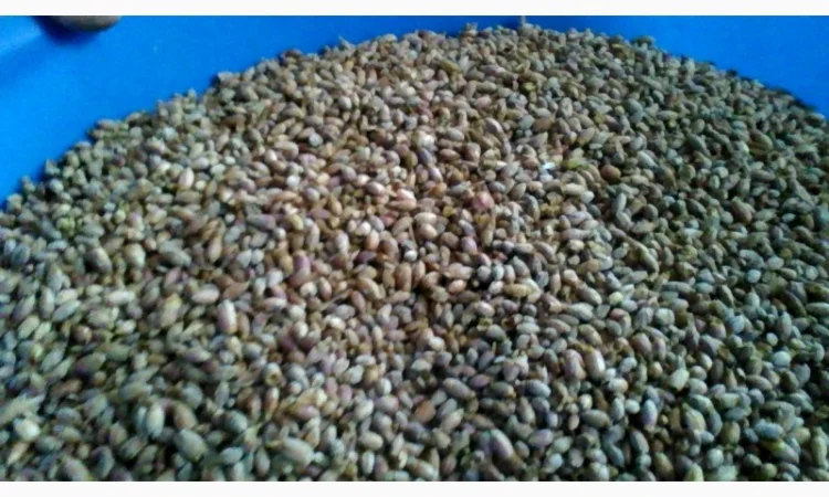 Продам бруньки смородини - фото № 4