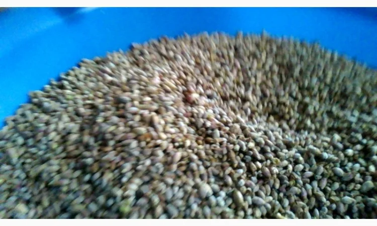 Продам бруньки смородини - фото № 5