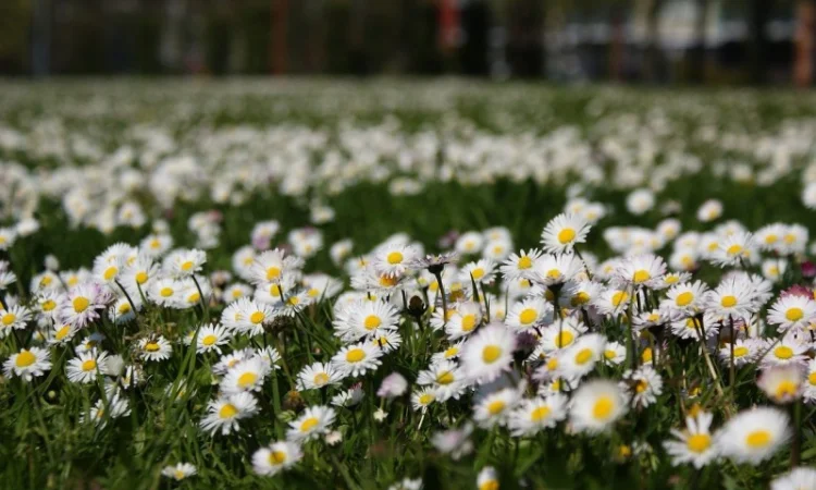 Куплю цвіт стокротки багаторічної (маргаритки) - фото № 2