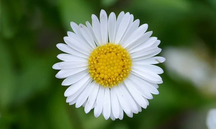 Куплю цвіт стокротки багаторічної (маргаритки) - фото № 1