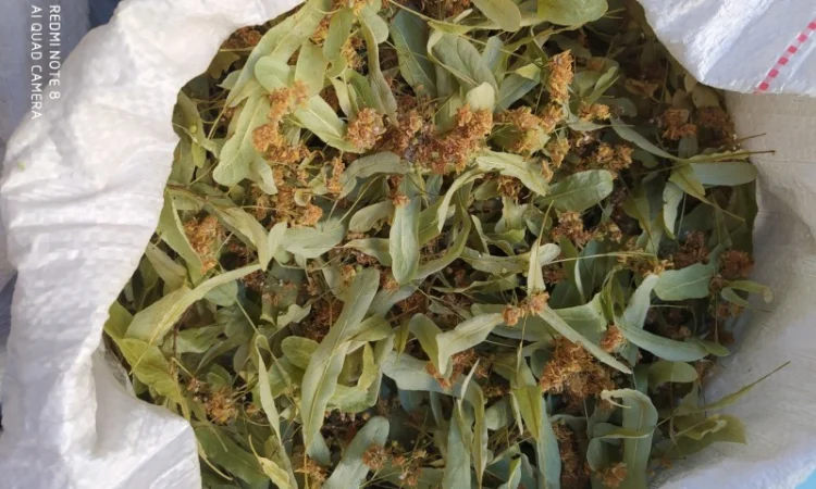 Продам цвіт липи - фото № 1